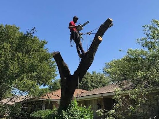 Tree Felling Centurion cutting project