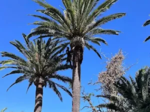 Palm Trees Being Trimmed