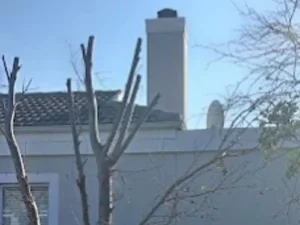 A tree halfway trimmed