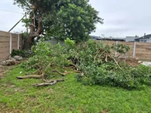 During a tree felling job branches on the ground