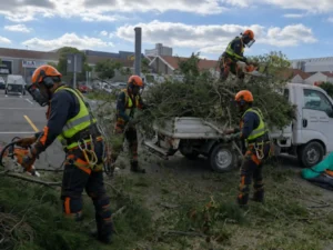 Unstoppable Tree Felling team at work
