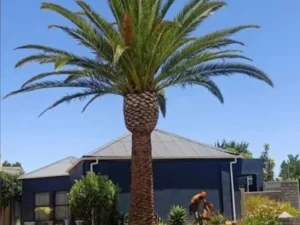 Palm Tree after trimming and cleaning