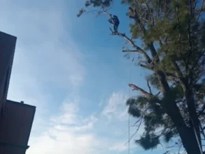 Team member trimming a very tall tree