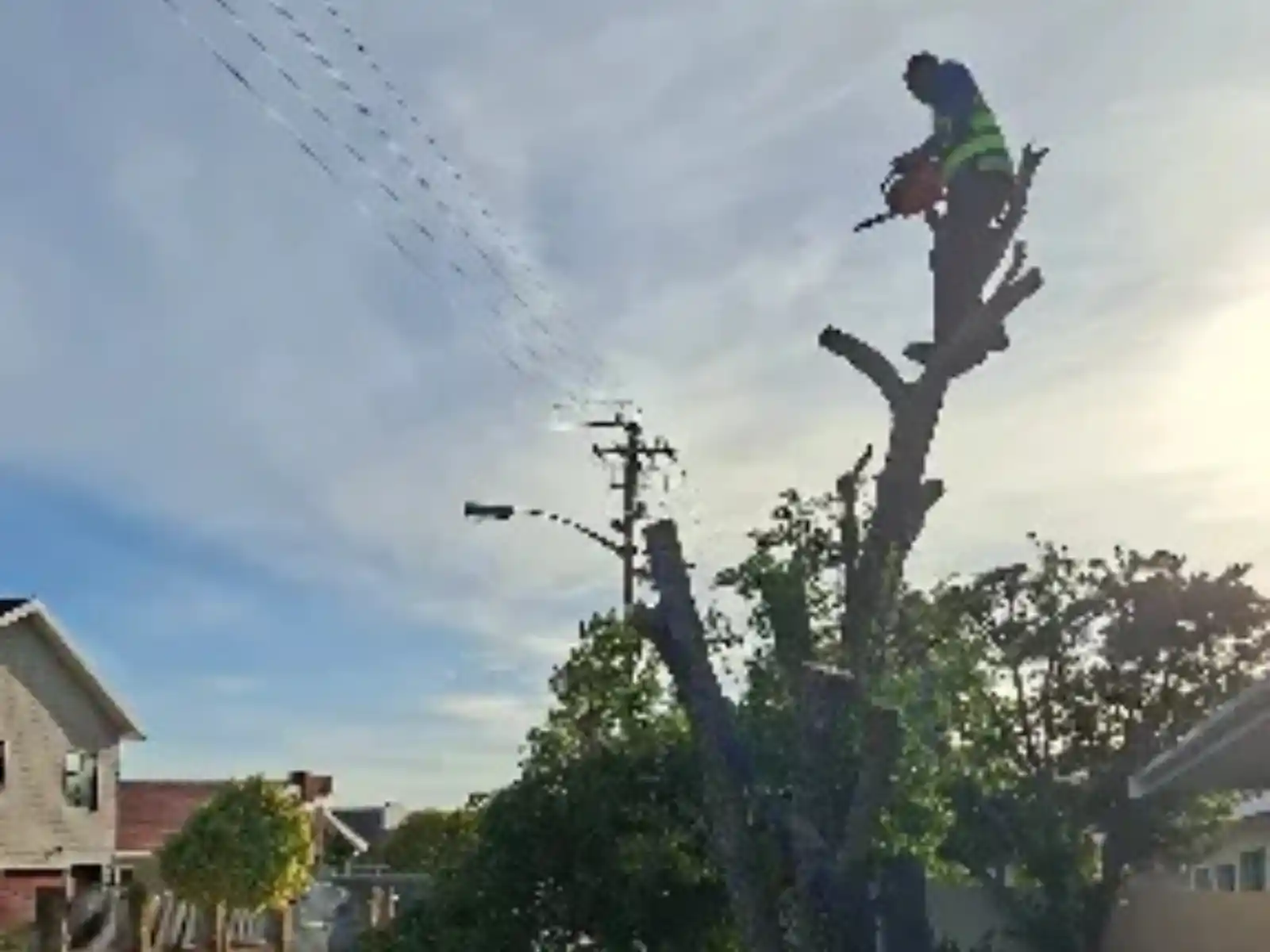 Unstoppable tree cutter at work
