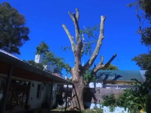Tree After cutting branches to halfway level