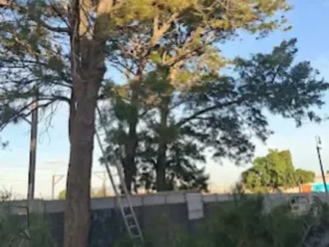 A ladder against a tall tree during felling