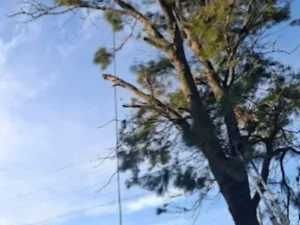 Ropes tied to a tall tree to direct during felling