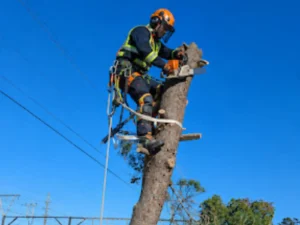 Cutter wearing full safety gear cutting down a tree