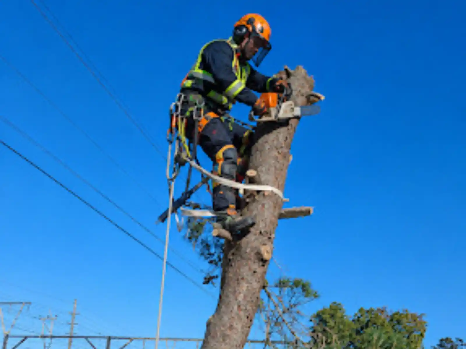 Cutter in full safety gear cutting down a tree
