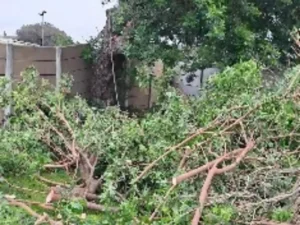 Branches on the ground during a tree felling session in Centurion