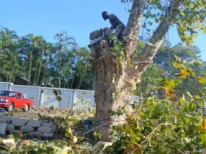 Branch removal