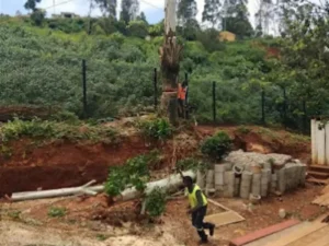 Tree Felling on a fence