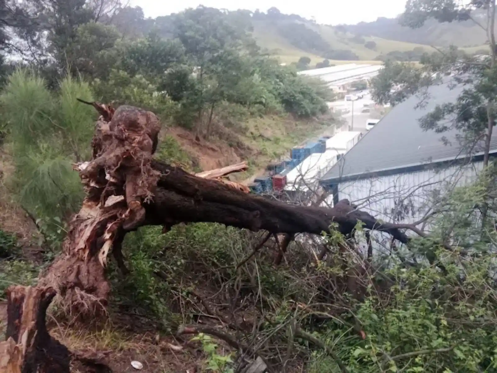 Tree Removal in Pretoria and Centurion