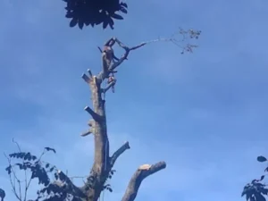 Team member cutting down a tree from top to bottom