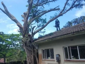 Tree Branches being removed from the roof