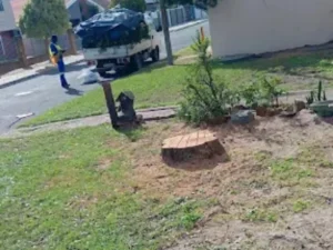 tree cut to ground level and truck loading the refuse away