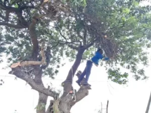Team member removing branches