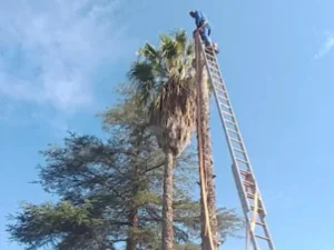 Team member on a very tall ladder trimming a palm tree