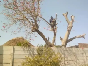 Tree Cutting on a residence