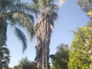 Tall palm trimming with a long ladder