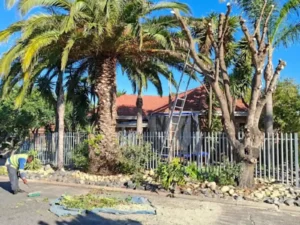 Tree Trimming Pretoria