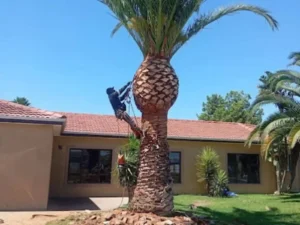 Palm trimming and cleaning Pretoria