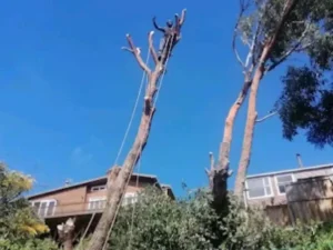 Branch removal using ropes to guide away the falling branches