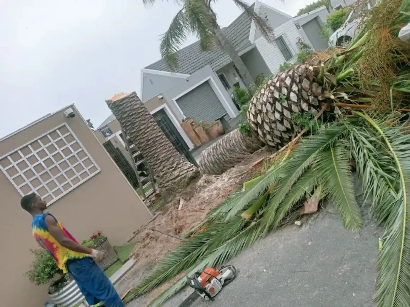 Palm Tree Removal in Pretoria and Centurion