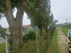 Branch removal on a boundary line of trees