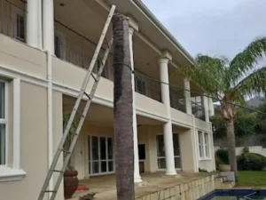 A ladder on a palm tree During Palm tree cutting