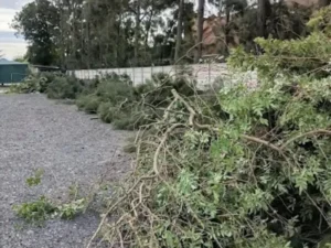 Tree Maintenance on an estate