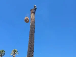 Palm tree cutting Pretoria