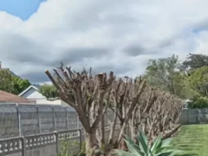 Tree Maintenance on a residential property