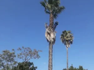Palm Tree maintenance Pretoria