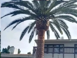 Palm tree trimming Pretoria