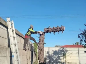 Pine tree Cutting team in Action