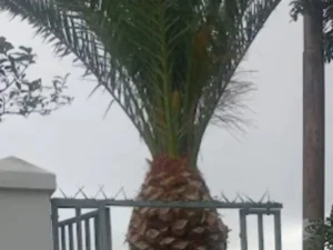 Palm Tree After trimming