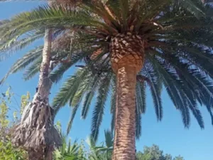 A Cleaned palm tree Centurion