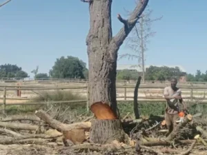 Team member in action cutting down a tree