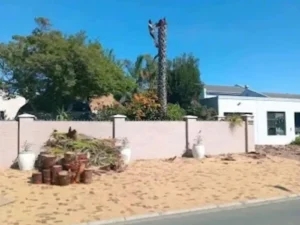 Team member cutting down a pine tree