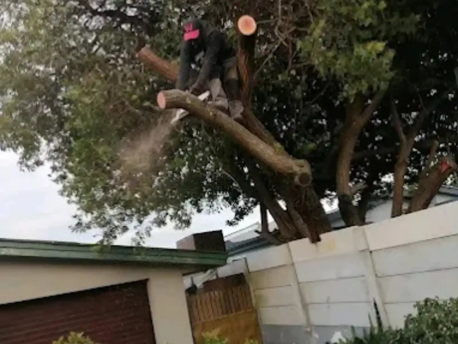 High Risk Tree Removal in Pretoria and Centurion