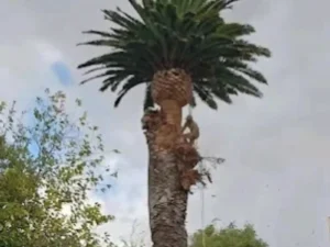 Tall palm tree trimming team in action