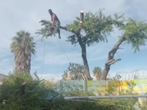 Worker removing tree branches