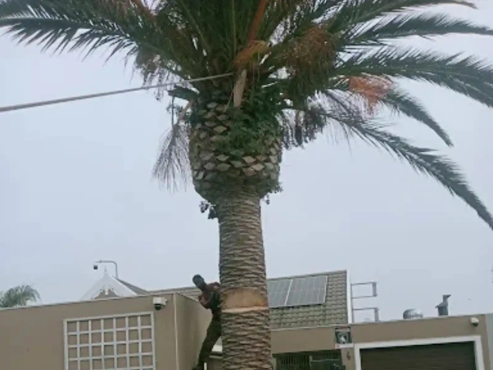 Team busy cutting a large palm tree near a house