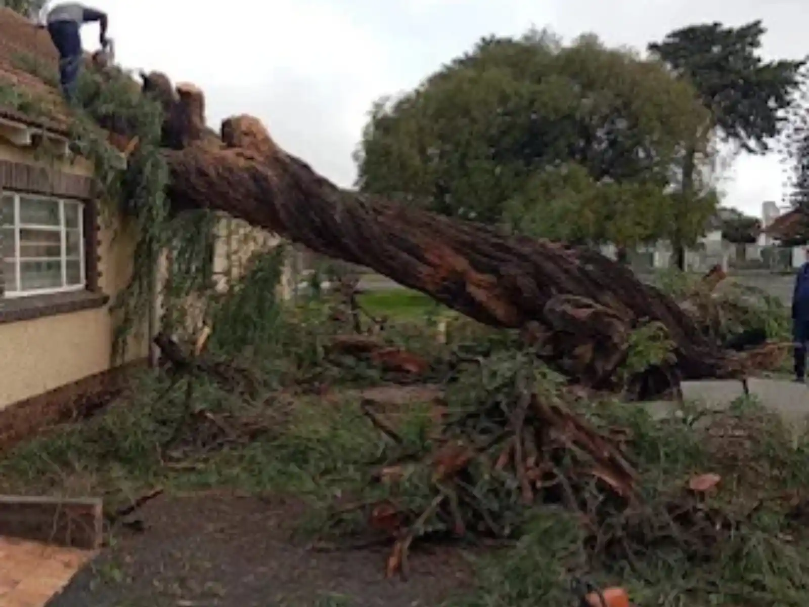 Emergency Tree Removal in Pretoria and Centurion