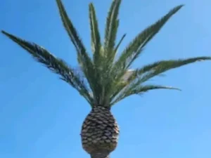 Clean Palm tree head after trimming