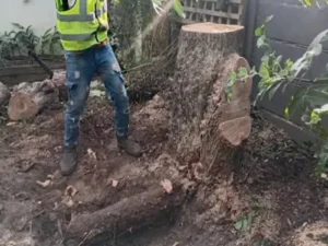 Team Member removing a stump