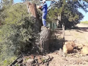 Team member cutting a tree Mamelodi