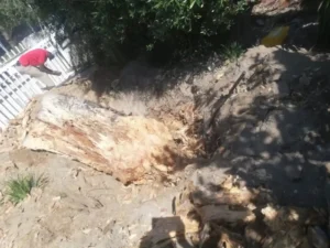 Stump Removal Team at work