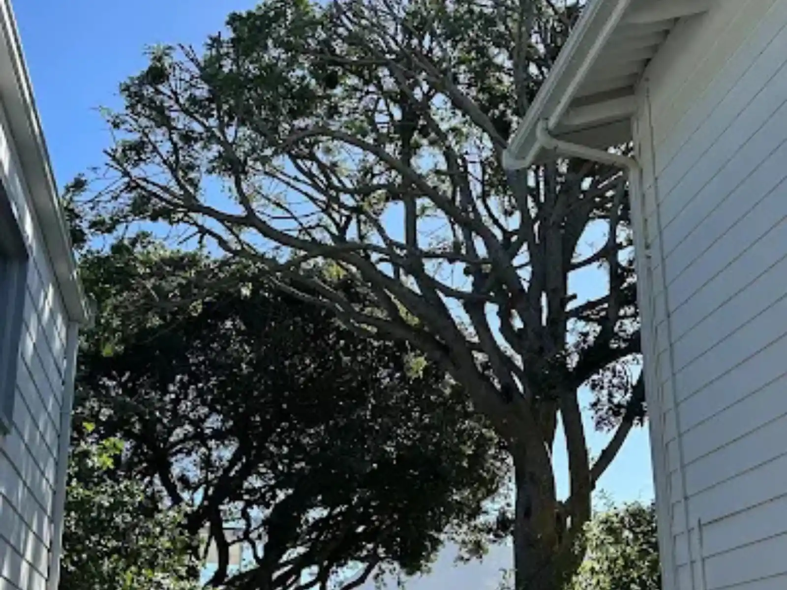 Very tall trees dangerously close to a house roof